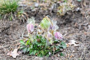 Koniklec jarní (Pulsatilla vernalis)