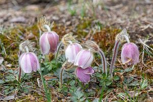 Koniklec jarní (Pulsatilla vernalis)