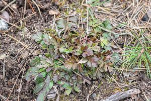 Koniklec jarní (Pulsatilla vernalis)