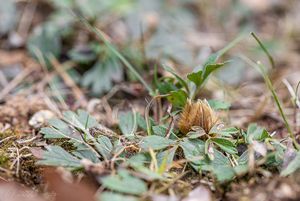 Koniklec jarní (Pulsatilla vernalis)