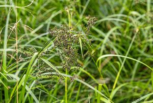 Skřípina lesní (Scirpus sylvaticus)