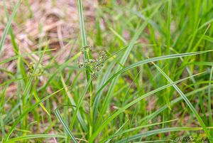 Skřípina lesní (Scirpus sylvaticus)