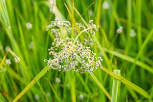 Skřípina lesní (Scirpus sylvaticus)