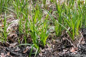 Skřípina lesní (Scirpus sylvaticus)