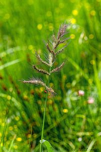 Ježatka kuří noha (Echinochioa cruss-gali)