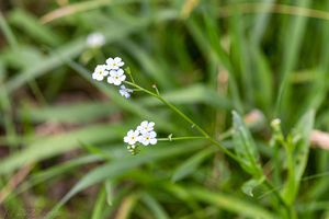 Pomněnka bahenní (Myosotis palustris)