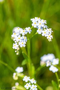 Pomněnka bahenní (Myosotis palustris)