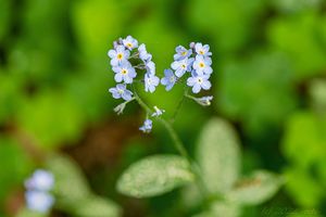 Pomněnka bahenní (Myosotis palustris)