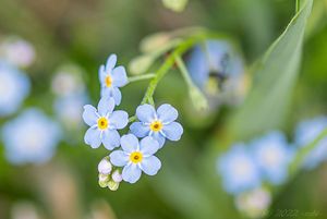 Pomněnka bahenní (Myosotis palustris)