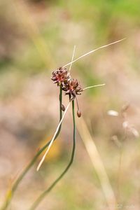 Česnek planý (Allium oleraceum)