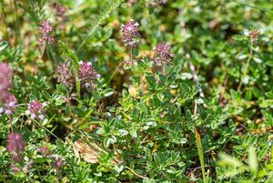 Mateřídouška vejčitá (Thymus pulegioides)