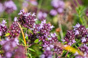 Mateřídouška vejčitá (Thymus pulegioides)