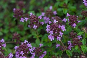 Mateřídouška vejčitá (Thymus pulegioides)