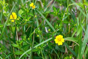 Mochna nátržník (Potentilla erecta (L.) Hampe)