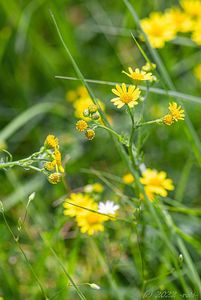 Starček vodní (Senecio aquaticus)