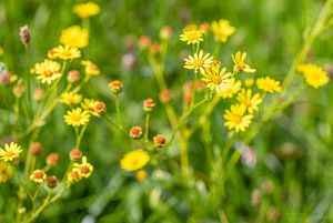 Starček vodní (Senecio aquaticus)