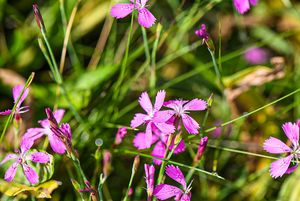 Hvozdík kropenatý (Dianthus deltoides L.)