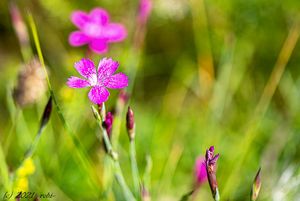 Hvozdík kropenatý (Dianthus deltoides L.)