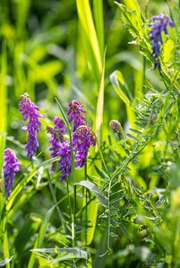 Vikev ptačí (Vicia cracca)