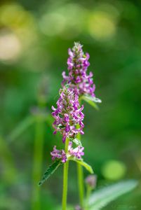 Bukvice lékařská  (Betonica officinalis L.)