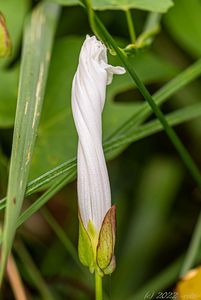Opletník plotní (Calystegia sepium)