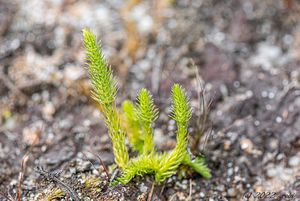 Plavuňka zaplavovaná (Lycopodiella inundata)