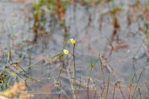 Bublinatka vícekvětá (Utricularia bremii)