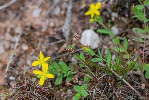 Třezalka rozprostřená (Hypericum humifusum)