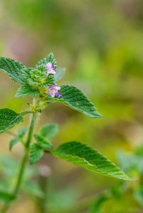 Konopice dvouklaná (Galeopsis bifida)