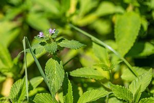 Konopice dvouklaná (Galeopsis bifida)