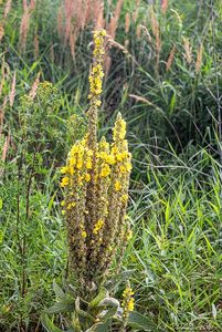 Divizna velkokvětá (Verbascum thapsiforme)