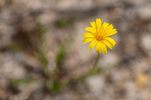 Podzimka obecná (Scorzoneroides autumnalis)