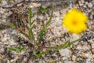 Podzimka obecná (Scorzoneroides autumnalis)