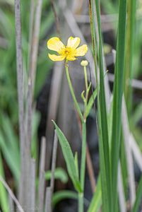 Pryskyřník plamének (Ranunculus flammula)