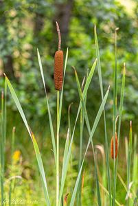 Orobinec širolistý (Typha latifolia)