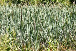 Orobinec širolistý (Typha latifolia)