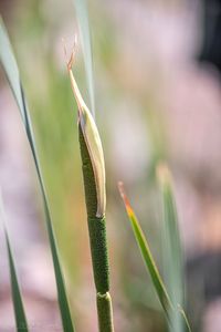 Orobinec širolistý (Typha latifolia)