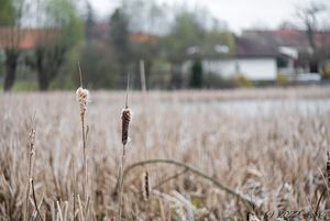 Orobinec širolistý (Typha latifolia)