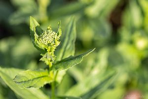 Vesnovka obecná (Cardaria draba)