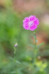 Hvozdík lesní (Dianthus sylvaticus)