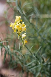 Lnice květel (Linaria vulgaris)