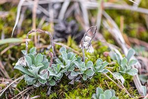 Kociánek dvoudomý (Antennaria dioica)