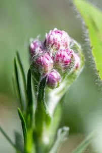 Kociánek dvoudomý (Antennaria dioica)