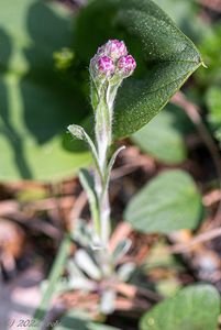 Kociánek dvoudomý (Antennaria dioica)