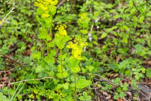 Tromín prorostlý (Smyrnium perfoliatum)