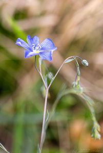 Len rakouský (Linum austriacum)