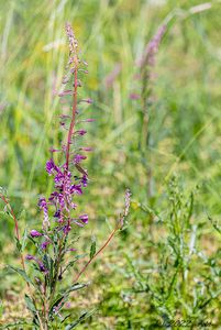 Vrbka (vrbovka) úzkolistá (Epilobium  angustifolium)