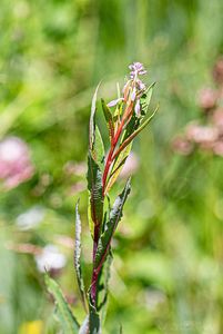 Vrbka (vrbovka) úzkolistá (Epilobium  angustifolium)