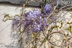 Vistárie čínská (Wisteria sinensis)