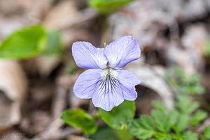 Violka Rivinova (Viola riviniana)